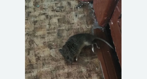Дезинфекция от мышей в Калининграде
